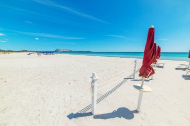 Cala Brandinchi sahilinde beyaz kumlar üzerinde şempanzeler. Sardunya, İtalya