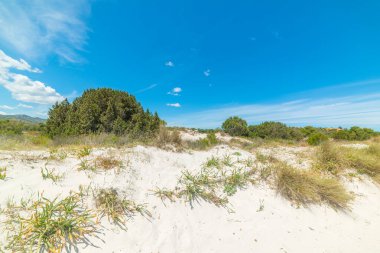 Güneşli bir günde Cala Brandinchi 'deki beyaz kum tepelerinde yeşil çalılar. Sardunya, İtalya
