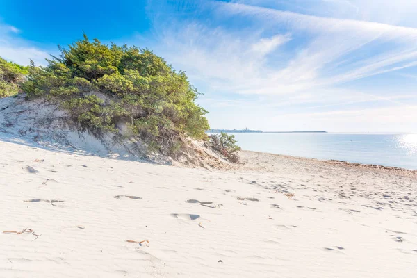 Bush Riva Mare Nella Spiaggia Maria Pia Alghero Italia — Foto Stock