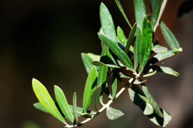 Koyu arkaplanda yaprakları olan bir zeytin dalını kapat