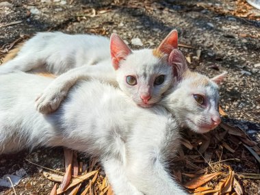 İki beyaz kedi yerde dinleniyor.