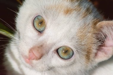 Kameraya bakan beyaz bir kedi yavrusunun portresi