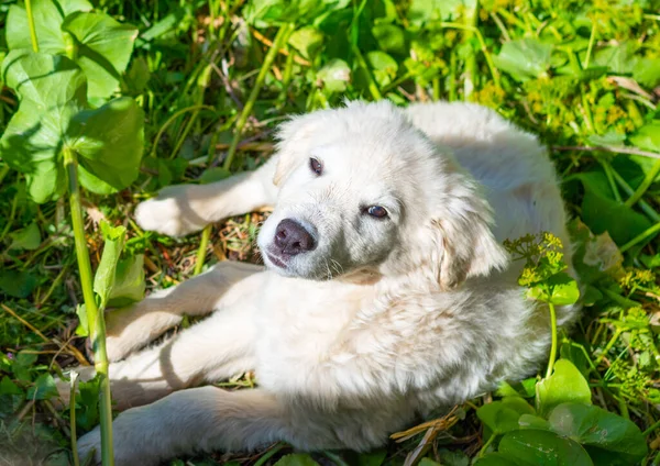 白い子犬で緑のフィールドにカメラを見て — ストック写真