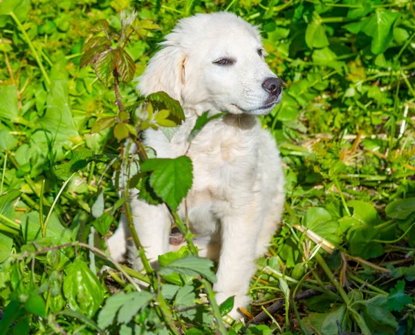 Cachorro Blanco Rodeado Plantas Verdes Día Soleado —  Fotos de Stock