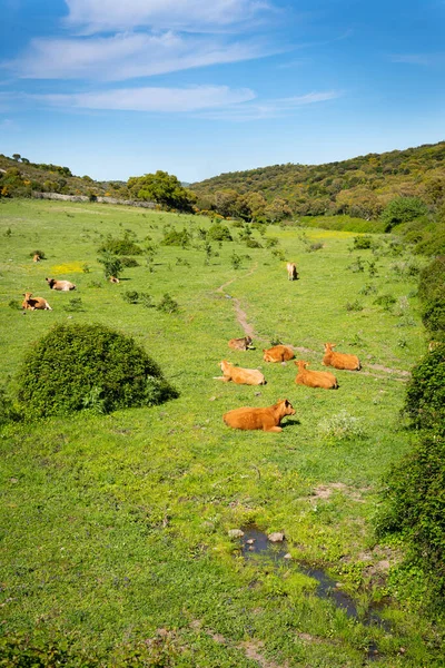 Manada Vacas Campo Verde Primavera Cerdeña Italia —  Fotos de Stock