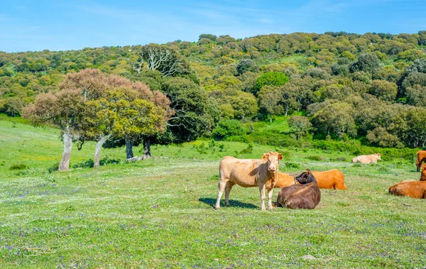 Brown Cows Green Field Sunny Day Sardinia Italy — Stock Photo, Image