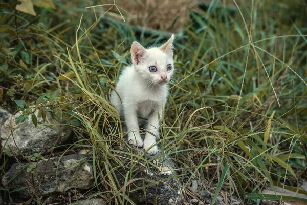 Kis Fehér Macska Egy Sziklán Zöld Növényekkel Körülvéve — Stock Fotó