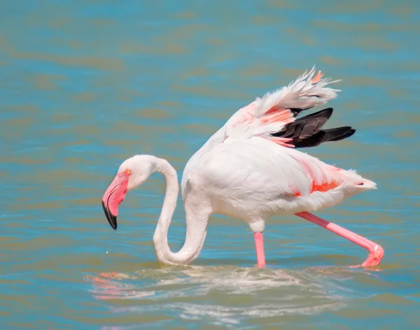 Roze flamingo close-up — Stockfoto