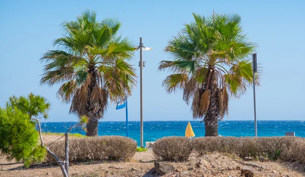 棕榈树在 poetto 海滩 — 图库照片