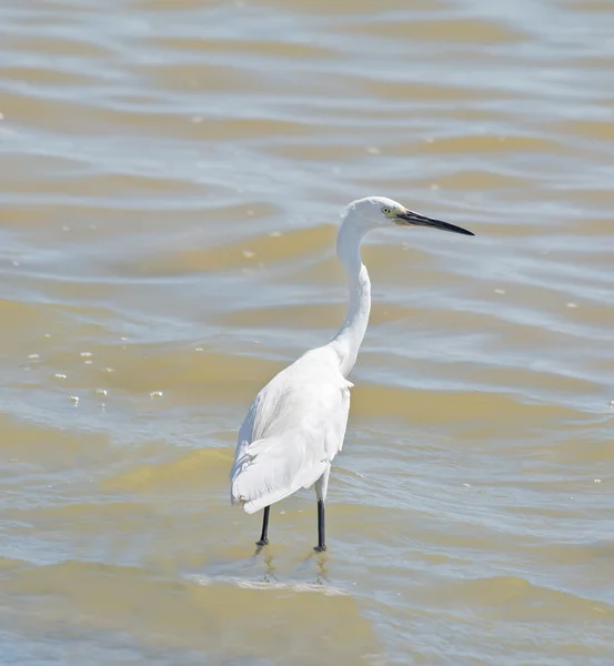 Garza blanca — Foto de Stock