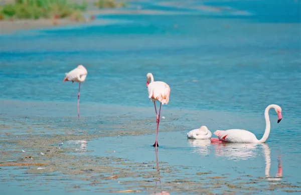 Różowe flamingi w Sardynia — Zdjęcie stockowe