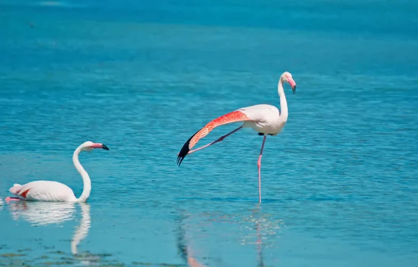 Twee Flamingo 's — Stockfoto