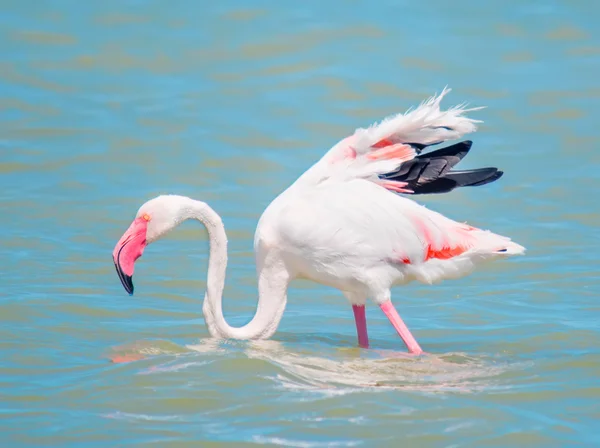 Flamingo in de vijver — Stockfoto