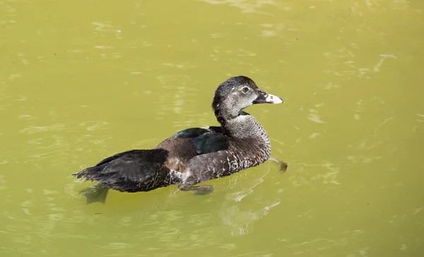 Pato marrón — Foto de Stock