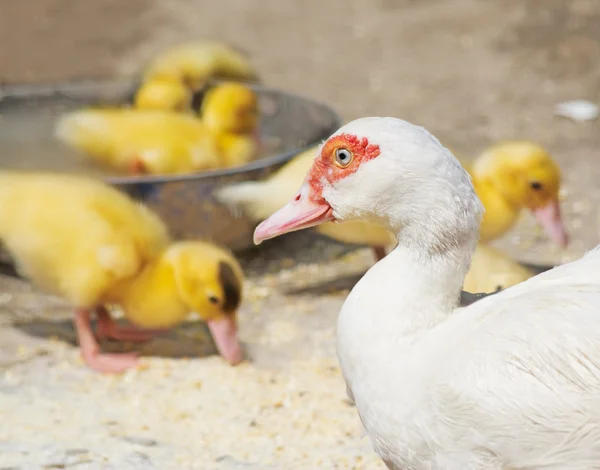 Duck and chicks — Stock Photo, Image