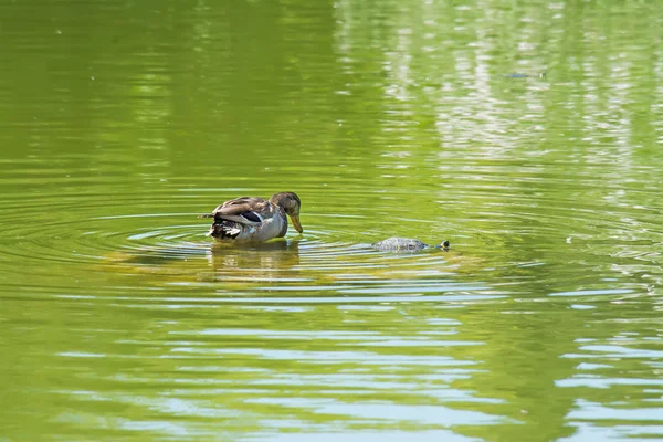 Pato e tartaruga — Fotografia de Stock