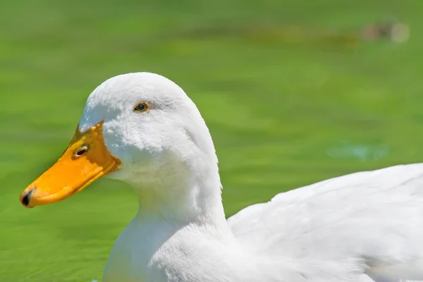 Duck in the water — Stock Photo, Image