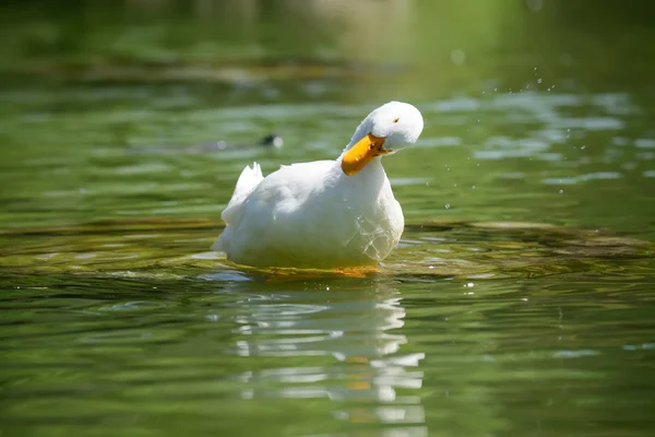 Agitación de pato — Foto de Stock