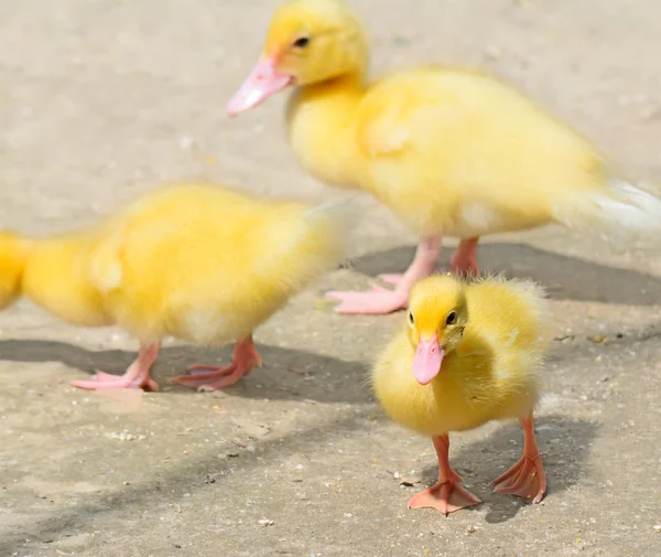 Yellow chicks — Stock Photo, Image