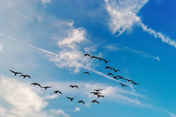 Schwarze Enten — Stockfoto