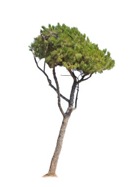 Beyaz çam