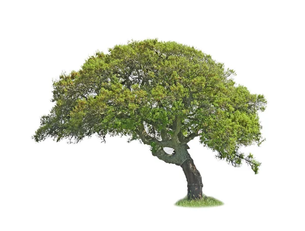 Oak on white — Stock Photo, Image