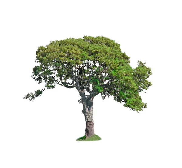 Oak tree on white — Stock Photo, Image