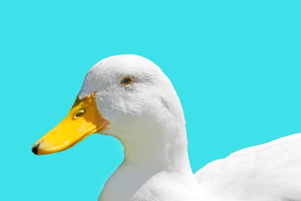 Duck on turquoise — Stock Photo, Image