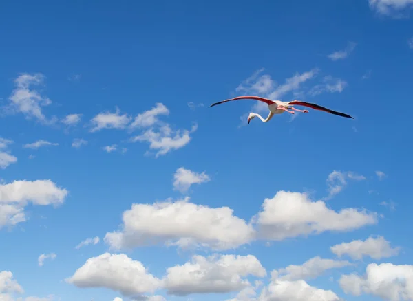 Flamingo fliegt in blauem Himmel — Stockfoto