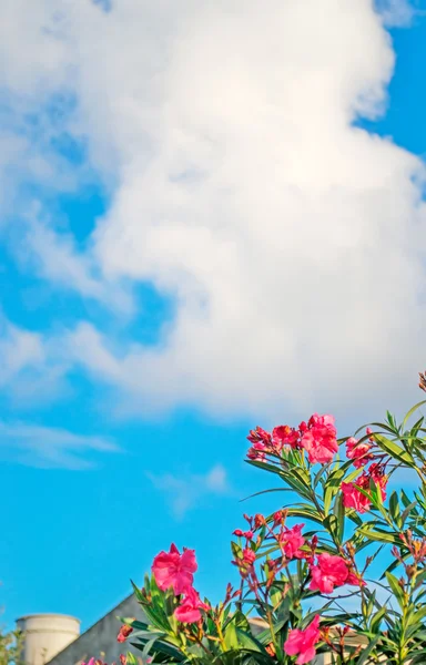 Rosafarbene Oleander — Stockfoto