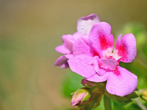 Zbliżenie pelargonii — Zdjęcie stockowe