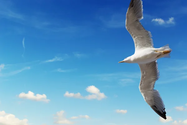 Чайка в небе — стоковое фото