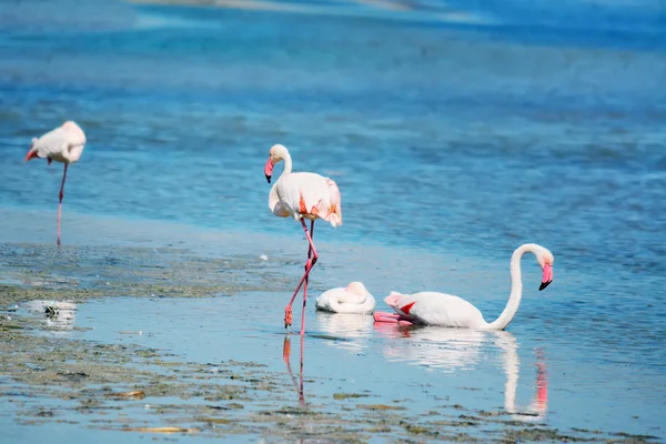 Flamants roses dans l'eau — Photo