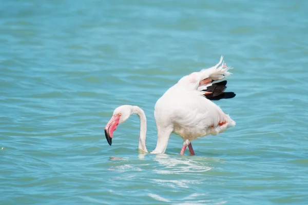 Růžový plameňák — Stock fotografie