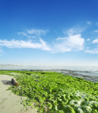 bulutlar altında yeşil yosunlar