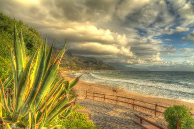 denizin kenarında agav