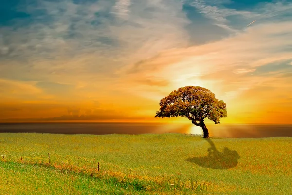 Strom při západu slunce — Stock fotografie