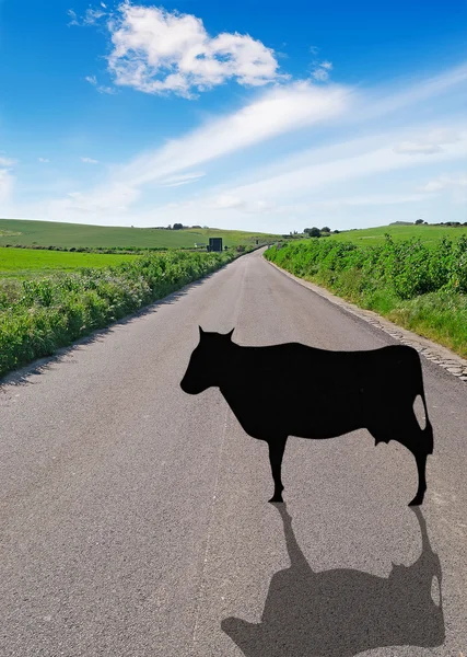 Black cow — Stock Photo, Image