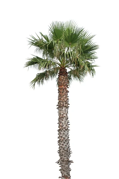 Palme auf Weiß — Stockfoto