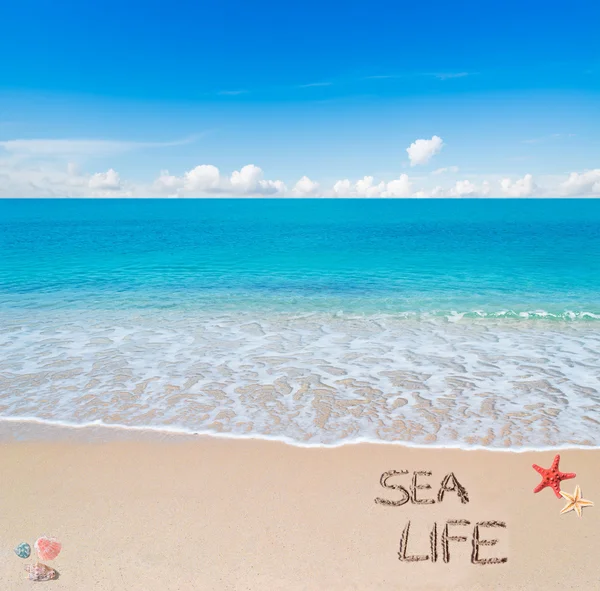 Sea life — Stock Photo, Image