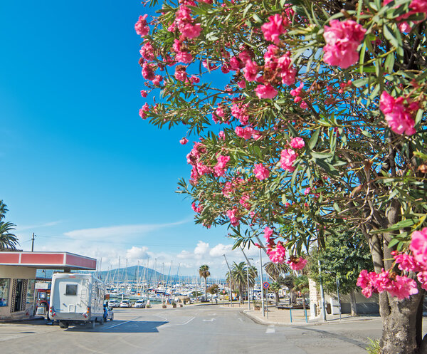 oleander tree in Alghero harbor on a clear day