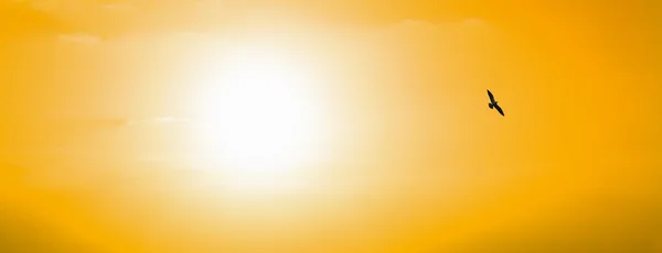 Racek siluetu při západu slunce — Stock fotografie