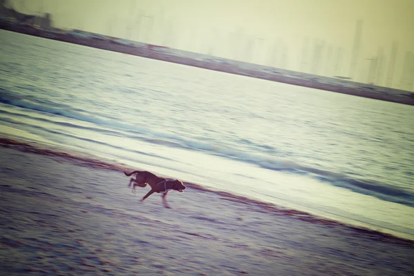 Perro marrón corriendo en la playa en tono vintage — Foto de Stock