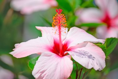 Hibiscus yakın çekim