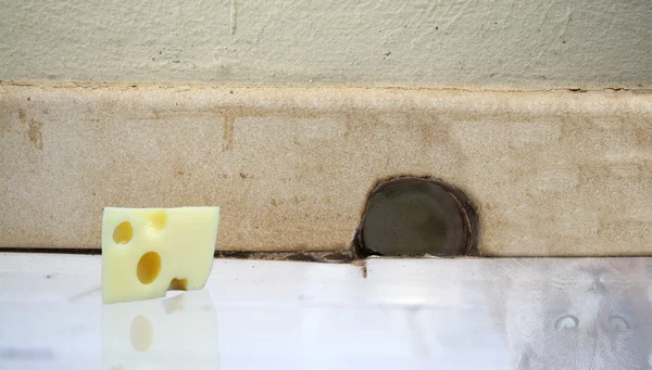 Piece of cheese and cat reflected on the floor in front of a mou — Stock Photo, Image