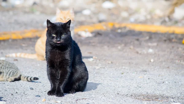 Fekete macska az úton — Stock Fotó