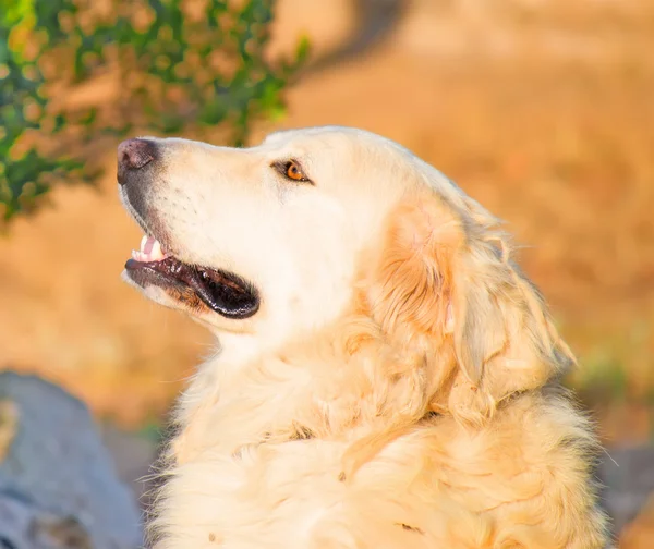 Witte hond in het park — Stockfoto