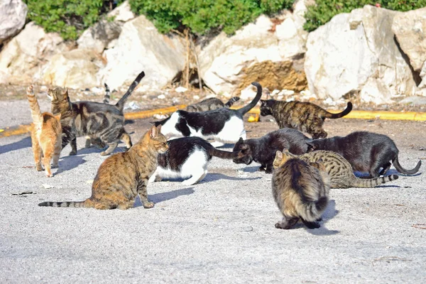 Grupa dzikich kotów jedzenie — Zdjęcie stockowe