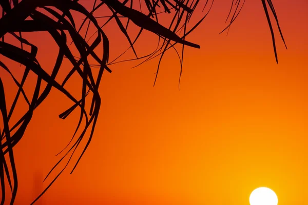 Palm filial silhuett och skinande Sol i skymningen — Stockfoto