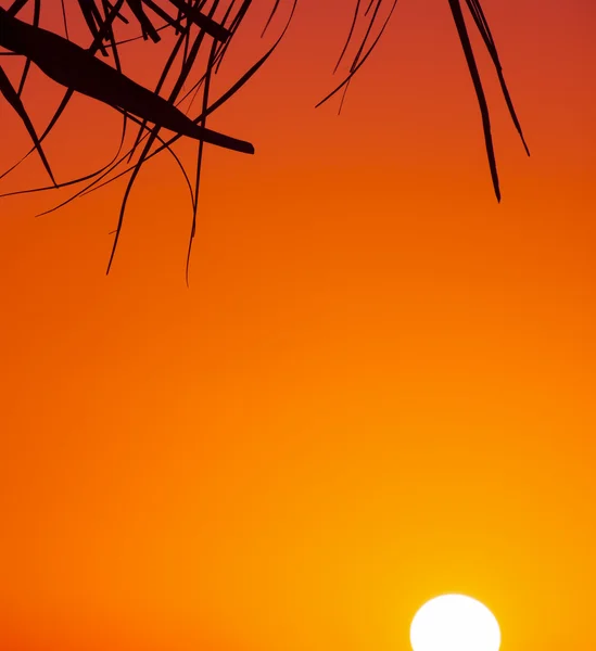 Palm filial silhuett och skinande Sol i skymningen — Stockfoto
